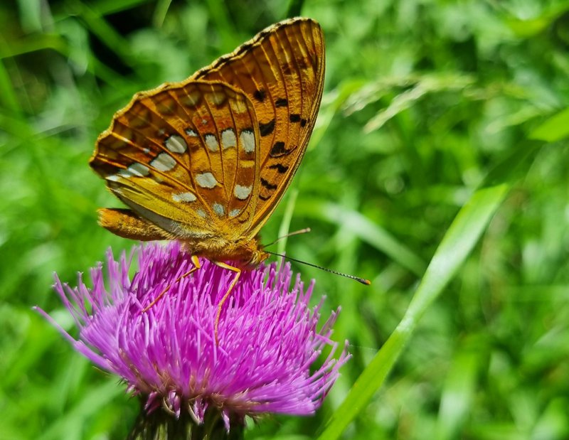Oranje vlinder met zwarte en witte vlekken zit op een felroze bloem tegen een achtergrond van groene bladeren.